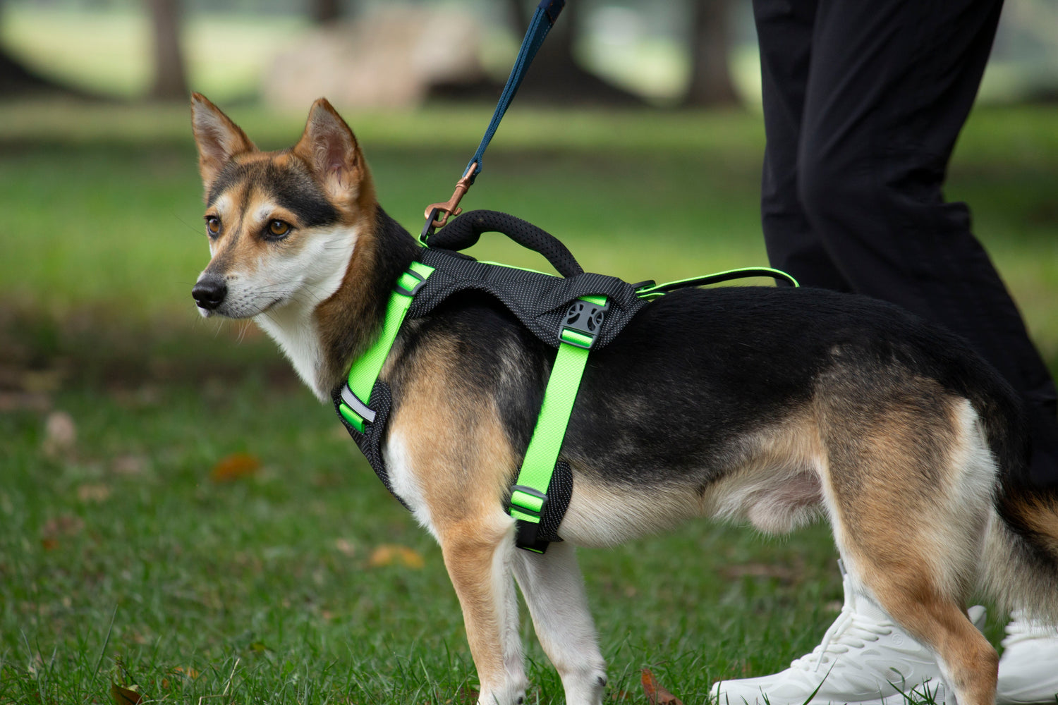CUSTOM HARNESS-GREEN