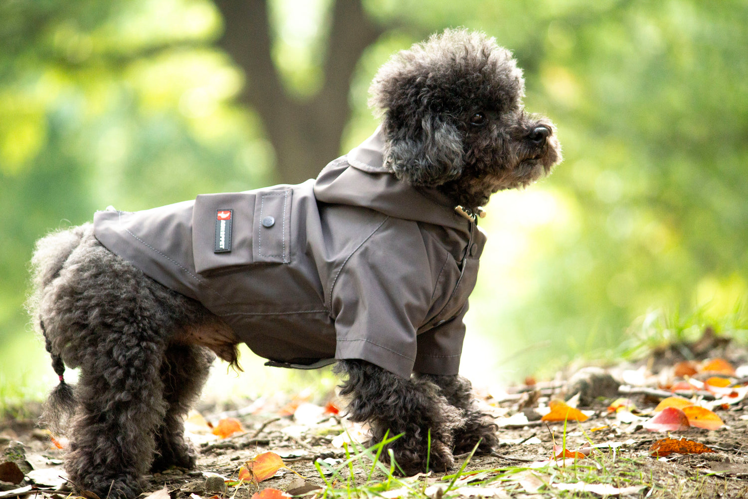 Doggie Rainshield-Grey