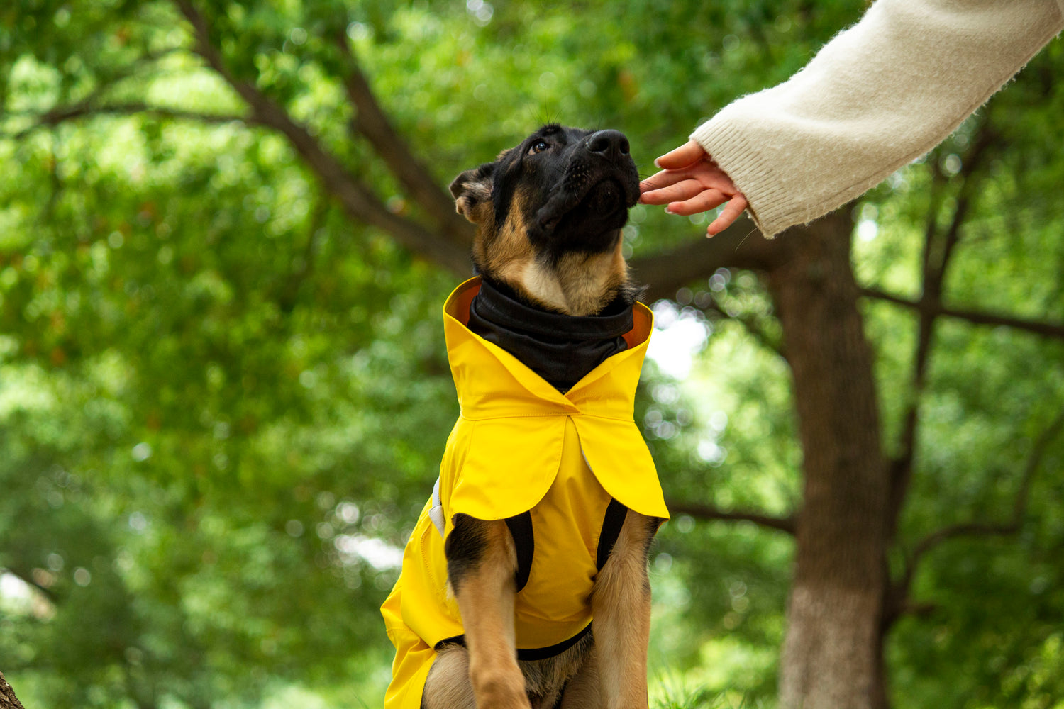 FOREST MIST RAINCOAT
