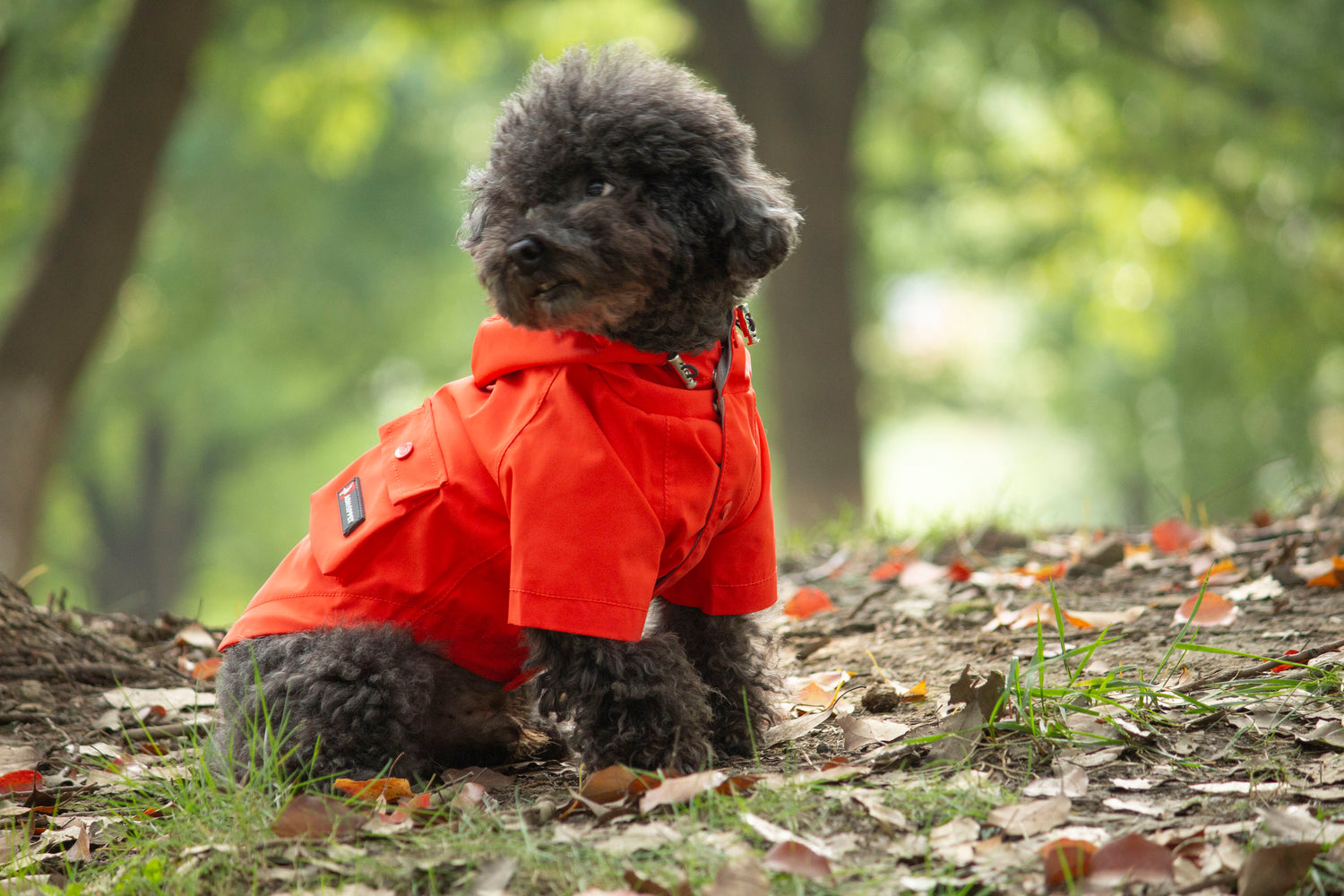 DOGGIE RAINSHIELD