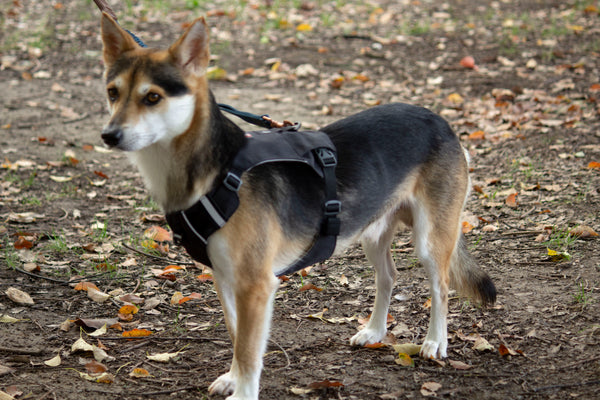 MOUNTAIN TREK HARNESS/BLACK