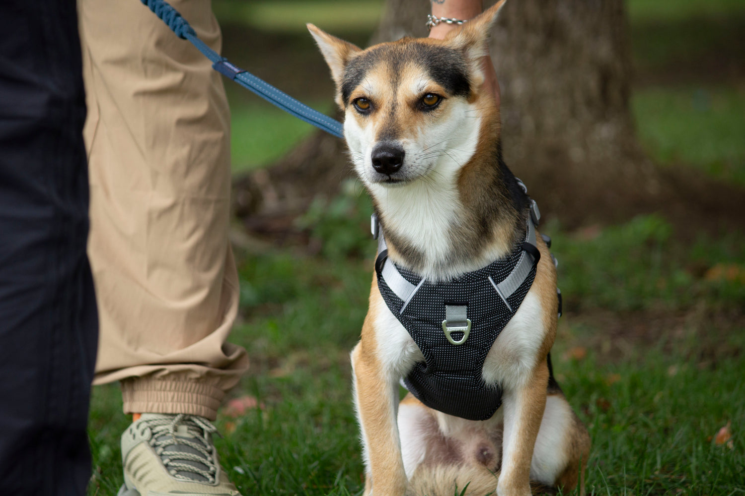 Trailer Harness-Reflective Oxford