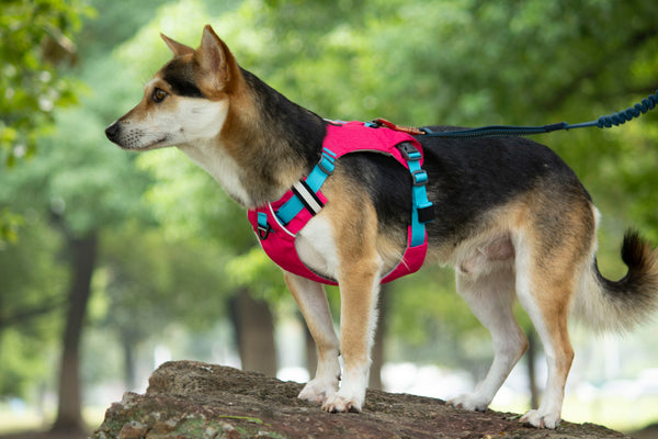 MOUNTAIN TREK HARNESS/PINK