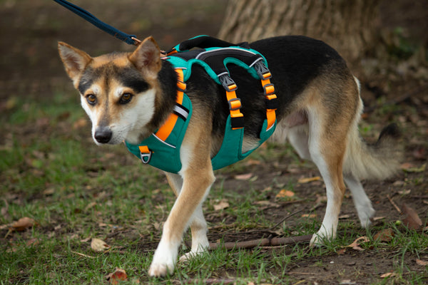 SPRINTER HARNESS/Sage