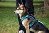 CUSTOM HARNESS-BLUE