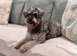 WATERPROOF/ANTIBACTERIAL PET BLANKET & FURNITURE PROTECTOR