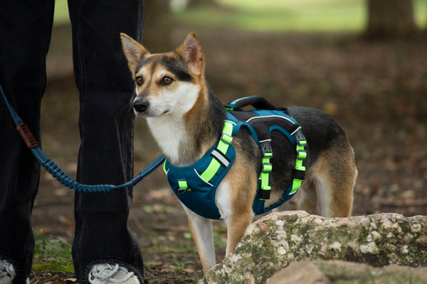 SPRINTER HARNESS/BLUE