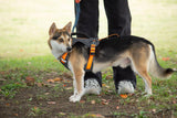 CUSTOM HARNESS-ORANGE