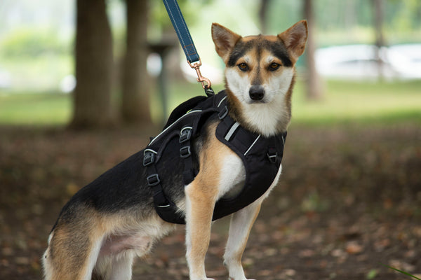 SPRINTER HARNESS/BLACK