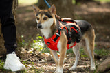 SPRINTER HARNESS/RED