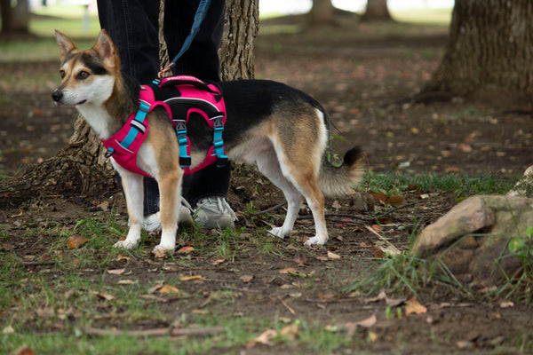SPRINTER HARNESS/PINK
