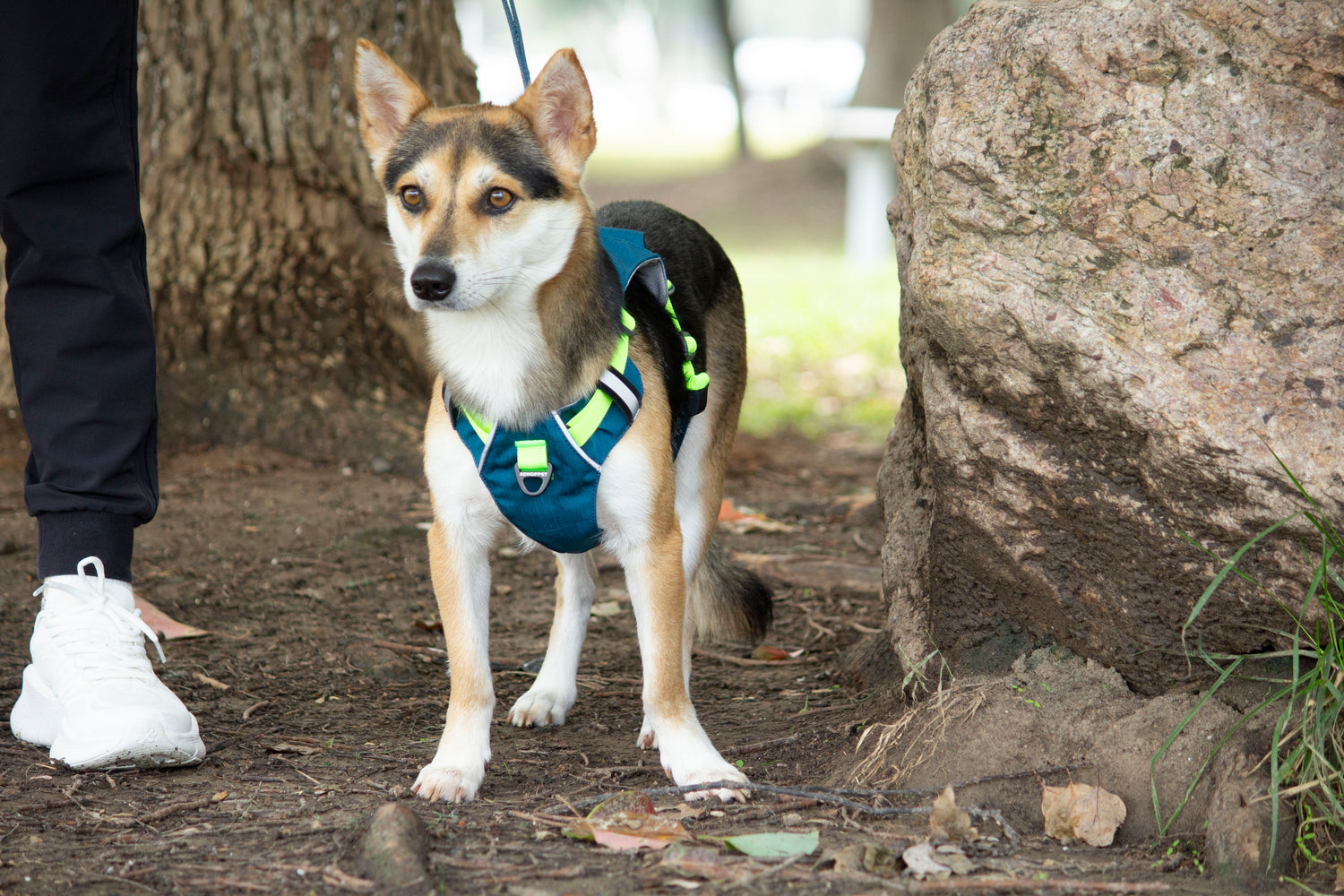MOUNTAIN TREK HARNESS/BLUE