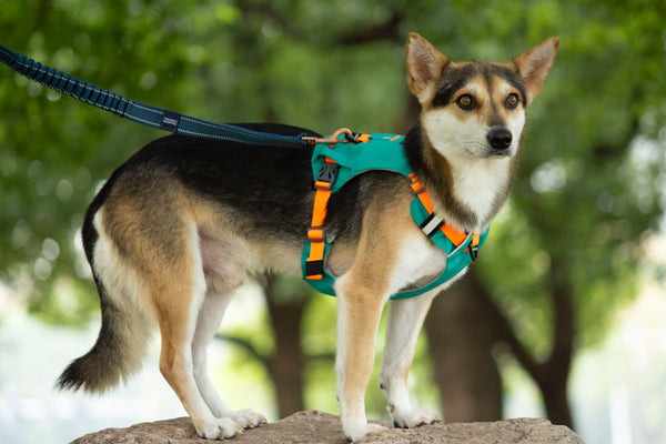 MOUNTAIN TREK HARNESS/SAGE