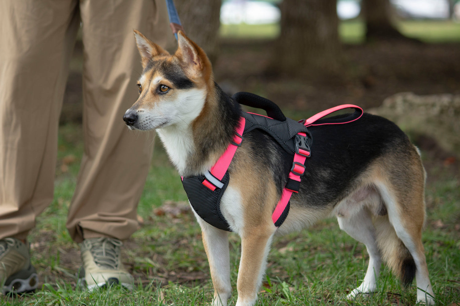 CUSTOM HARNESS-PINK
